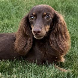 Kona - Dachshund