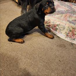 Girl 1 - Black and mahogany female Rottweiler puppy in Massachusetts from Von Gogginhaus Rottweilers