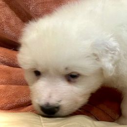 LIZZIE Orange collar female - White female Great Pyrenees puppy in Fair Grove, Missouri from Allen Wags & Woolies