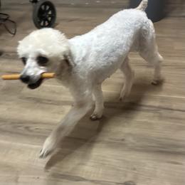 Foxy - Sable female Poodle puppy in Cameron, Oklahoma from PinePoint Poodles