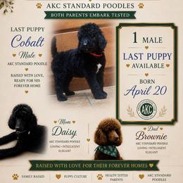 Cobalt - Black male Poodle puppy in Bremen, Georgia from Kelley’s Poodle Patch