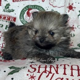 Pomeranian puppies from Willow Dove Pugs