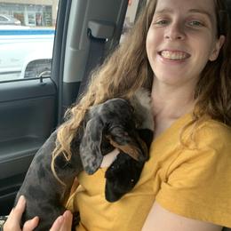 Dachshund Puppies from Mahzian Miniature Dachshunds