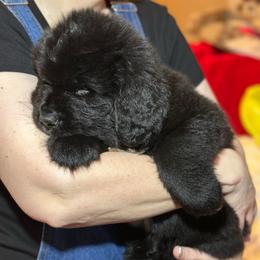 Boy 3 - AKC Registered Light Blue - Black male Newfoundland puppy in Marshall, Missouri from Majestic Gentle Giants