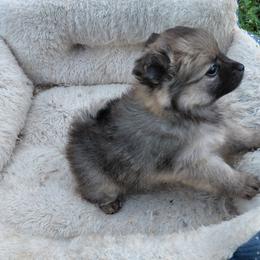 Girl 1 - Wolf sable female Pomeranian puppy in Linwood, North Carolina from My Tiny Paws