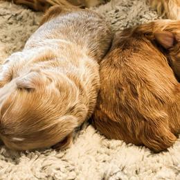 Pick #2 - Apricot male Goldendoodle puppy in Merced, California from Old Lake Doodles