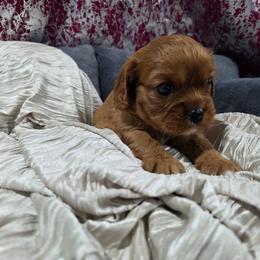 Spice - Ruby male Cavalier King Charles Spaniel puppy in Neosho, Missouri from Pups on the Ridge