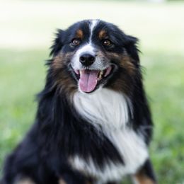 Chevy - Miniature Australian Shepherd