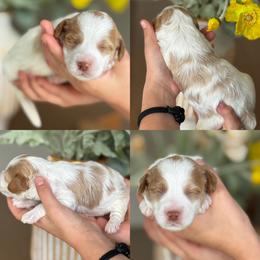 Blake - Parti male Goldendoodle puppy in Yuciapa, California from AlltheDoodlez_
