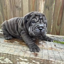 Lyra - Black female Chinese Shar-Pei puppy in North Carolina from Amy Mahaffey's Chinese Shar-Pei