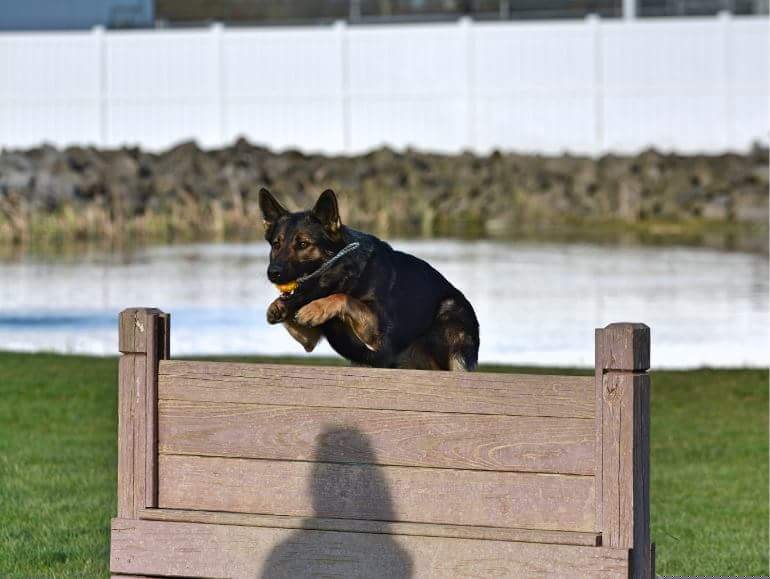 German Shepherds from Maska Honi Working German Shepherds
