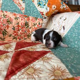 Casey (IH) - Black and white female Havanese puppy in Reese, Michigan from Windy Hill Havanese