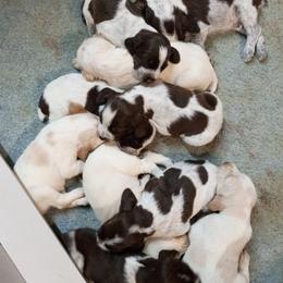 Girl 1 - White and orange female Spinone Italiano puppy in Albion, Michigan from Michigan Spinone