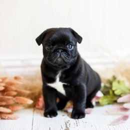 Bruno - Black male Pug puppy in Placerville, California from Gold Leaf Farm Pugs