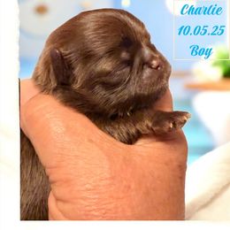 Charlie - Chocolate male Shih Tzu puppy in Hanford, California from MeMaw Shih Tzus