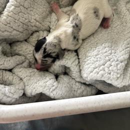 Penny - Dapple female Dachshund puppy in Tomball, Texas from Gutierrez House of Doxies