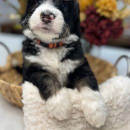 Bernedoodle and Goldendoodle Puppies from Apricot Roots Doodles