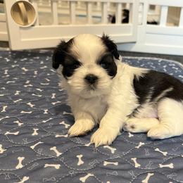 Shih Tzu Puppies from Jamie Manteufel