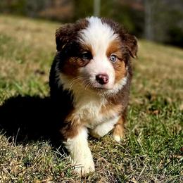 Rudolph - Red tri-color female Australian Shepherd puppy in Blairsville, Georgia from Georgia Peach Aussies