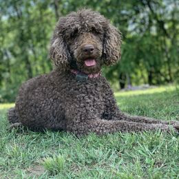 Katie - Labradoodle