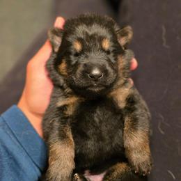 White collar (Socks) - Black and red male German Shepherd puppy in Hermitage, Pennsylvania from Shepherds of the Hundred Acres
