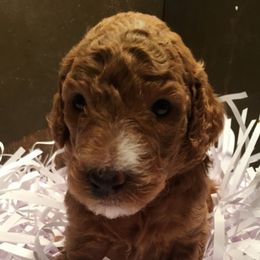 Poodle Puppies from High Road Standard Poodles