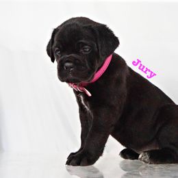 Cane Corso Puppies from Prestigious K9