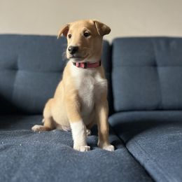 Turkey - Sable female Collie puppy in Provo, Utah from Cor Collies