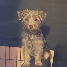 Ella - Yorkshire Terrier