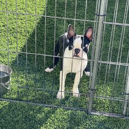 Boss - Boston Terrier