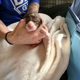 Parti Male - Parti male Poodle puppy in Mendenhall, Mississippi from Red Bayou Kennels, LLC