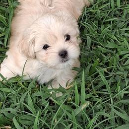 Bear - Gold male Shorkie puppy in Land O Lakes, Florida from Tiny Tales Co.