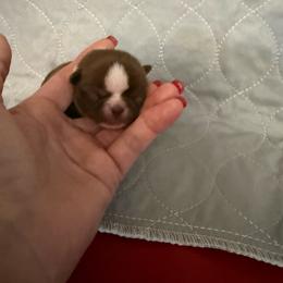 Pluto - Chocolate and white male Chihuahua puppy in Dime Box, Texas from Color Me Crazy Chihuahuas