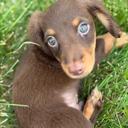 Zippy - Chocolate and tan male Dachshund puppy in Springfield, Ohio from LUXEYPUPS