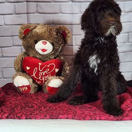 Girl 1 - Goldendoodle puppy from Angel Breed Solutions