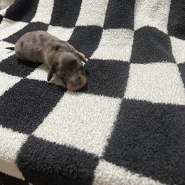 Buddy - Dapple male Dachshund puppy in Kingston, Oklahoma from Texoma Doxies