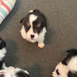 5 - Black and white female American Corgi puppy in Boyd, Texas from Barker's Corgis