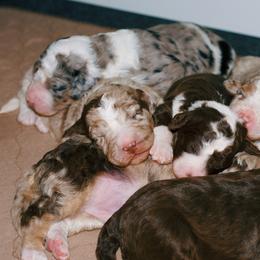 Aussiedoodle Puppies from Colorful Colorado Aussiedoodles
