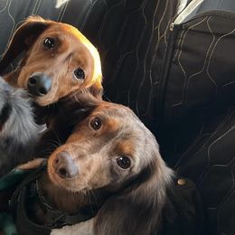 Dachshunds from DoxieKisses
