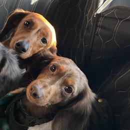 Dachshunds from DoxieKisses