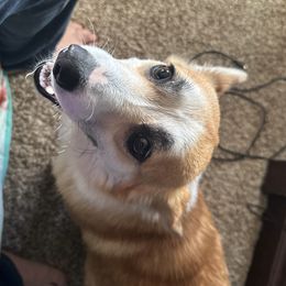 Lucy - Pembroke Welsh Corgi