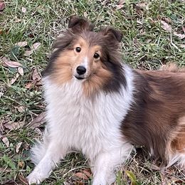 Grace - Shetland Sheepdog