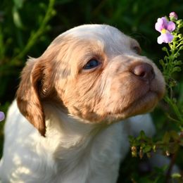 Dakota - Orange roan female Brittany puppy in Hollidaysburg, Pennsylvania from Royal Flush Farms