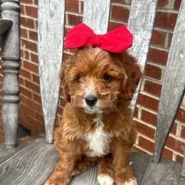 Dana - Red  female Goldendoodle puppy in Mint Hill, North Carolina from DoodleForever