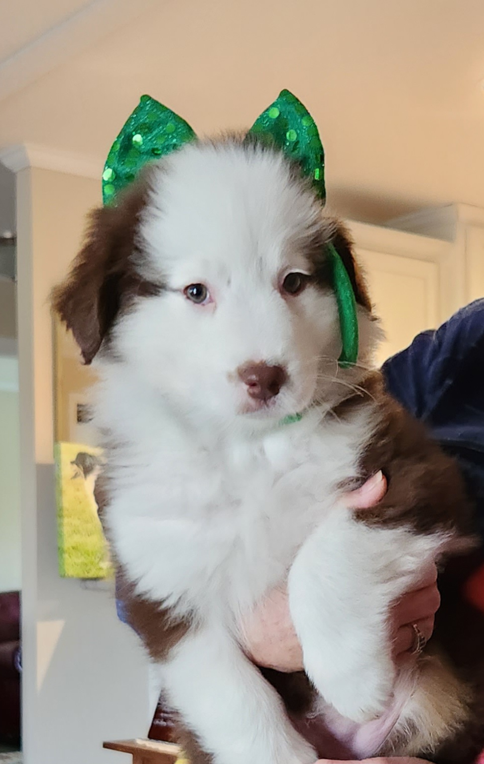 Australian Shepherd Puppies from Cannonrun Aussies