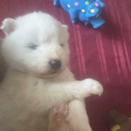 1 - White and biscuit female Samoyed puppy in Goldendale, Washington from Better’s Samoyeds