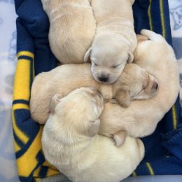 Labrador Retriever Puppies from Hatch Labradors