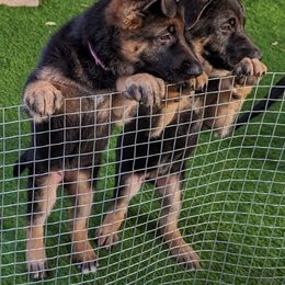 German Shepherd Puppies from Saint Pete Sheps