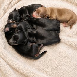 Nani AKC 3000 curly tail - Black and tan female Dachshund puppy in Indian Trail, North Carolina from Hilda’s Teenie Weenies