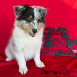 Split Face - Blue merle white and tan male Shetland Sheepdog puppy in Dayton, Ohio from Buckeye Shelties
